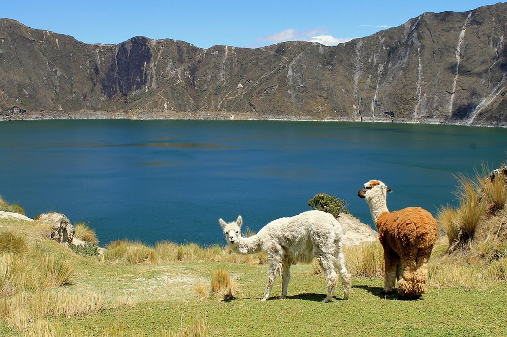 Ecuador-Lake-Lamas